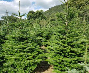 Growing Christmas Trees