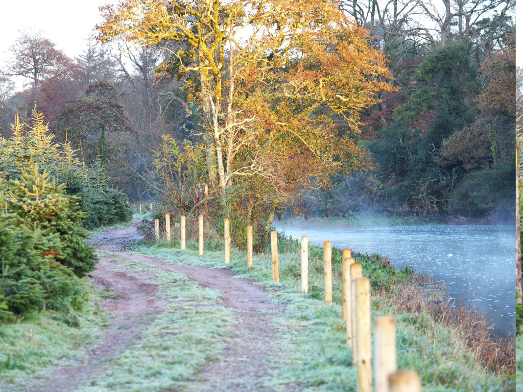 Carbon Offset In Ireland Measured