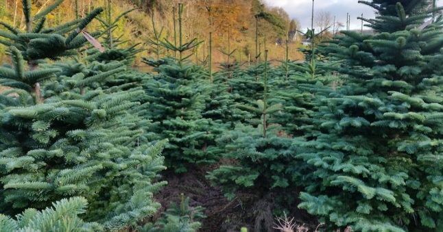 Christmas Trees Wholesale