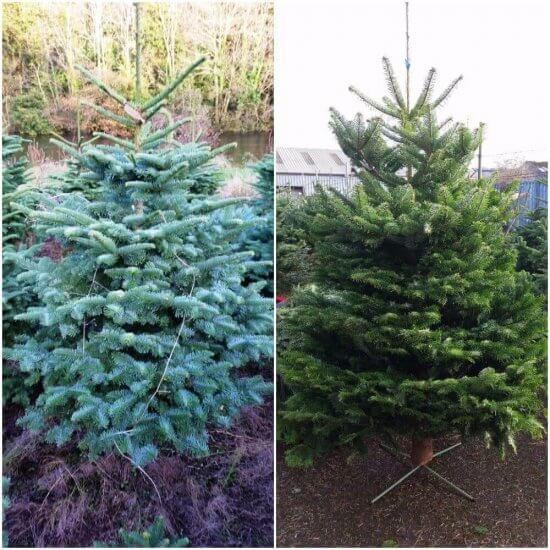 cork premium christmas trees