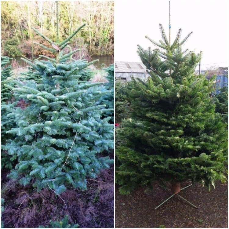 Cork Premium Christmas Trees