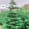 Large Christmas Tree (9ft - 30ft) - Image 4
