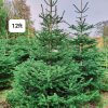 Large Christmas Tree (9ft - 30ft)