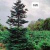 Large Christmas Tree (9ft - 30ft) - Image 7