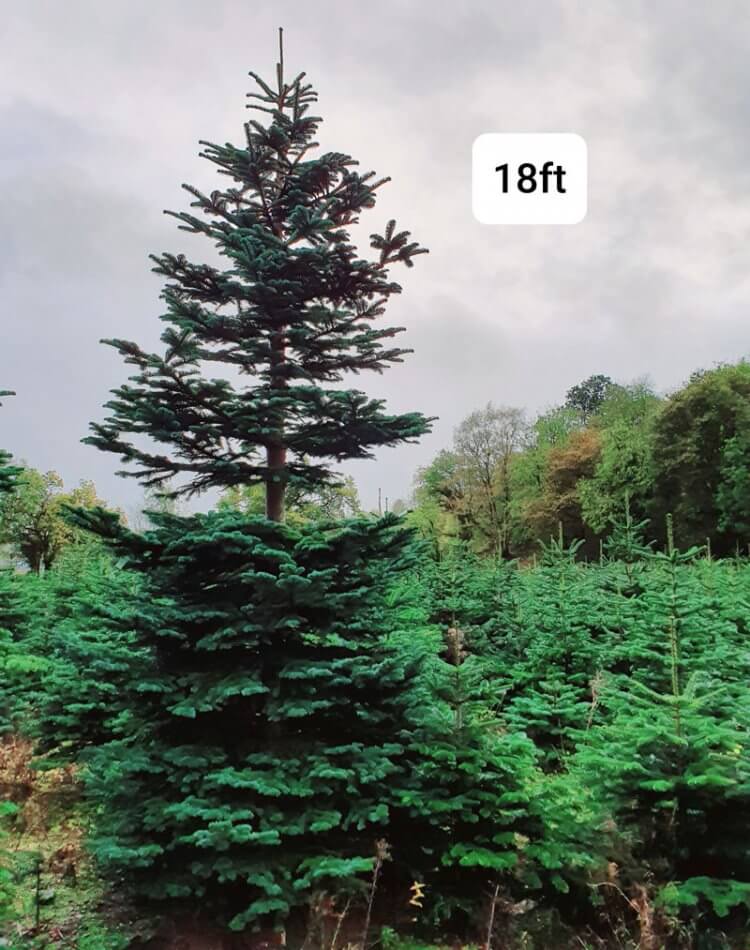 Large Christmas Tree (9Ft - 30Ft) - Image 7