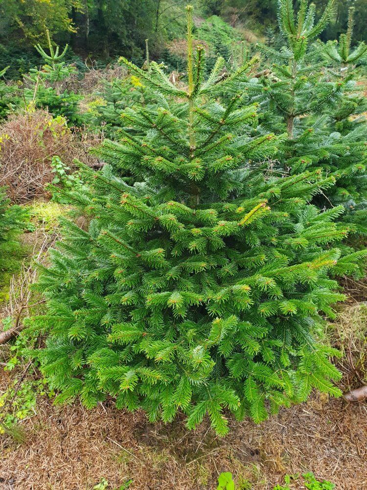 4-5 Ft Small Christmas Tree - Image 8