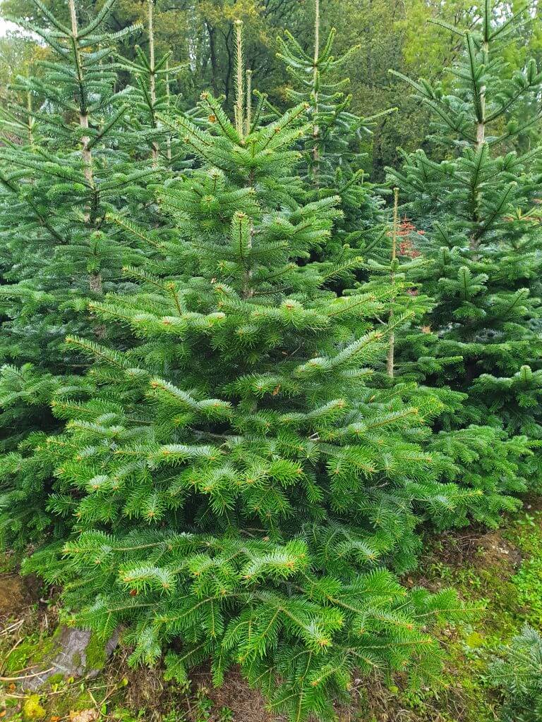 Nordmann Fir Nordmann Fir