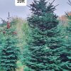 Large Christmas Tree (9ft - 30ft) - Image 8