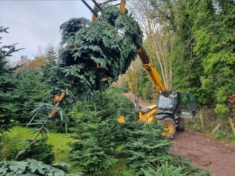 Large Christmas Tree In Ireland