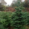 large christmas trees