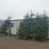 large outdoor trees