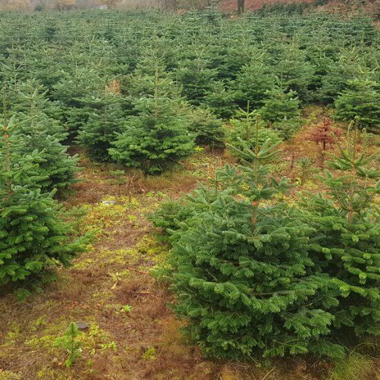 small 5ft Christmas Trees