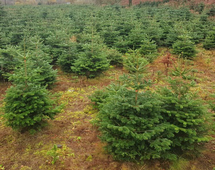 Small 5Ft Christmas Trees