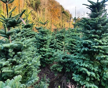 Wholesale | Christmas Trees Supplier & Wholesale | Cork Christmas Trees