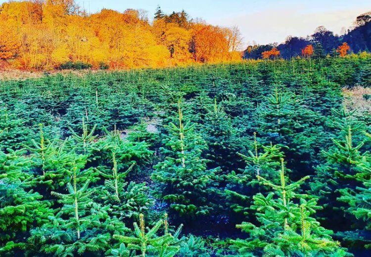 Cork Christmas Tree Farm Ovens | Choose & Cut Real Christmas Tree Farm ...