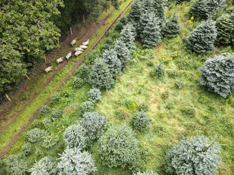 Cork Christmas Tree Farm