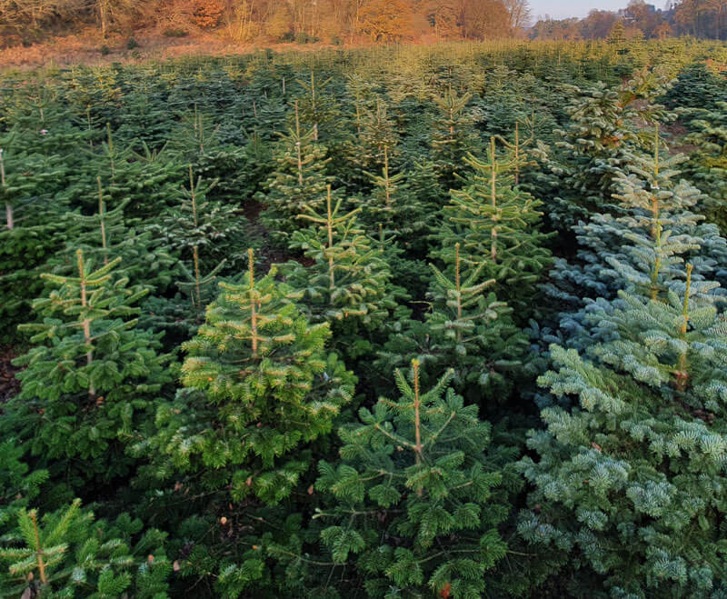 All The Different Types Of Christmas Trees