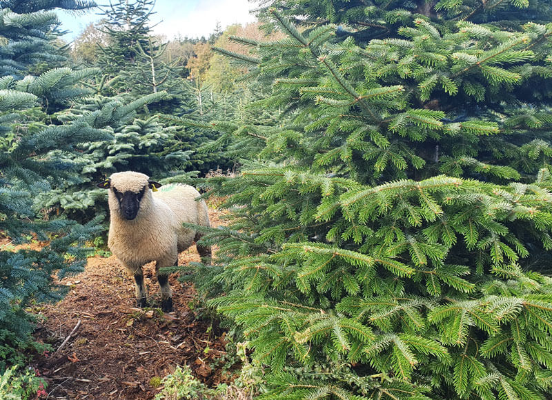 Sustainable And Organic Christmas Trees With Shropshire Sheep