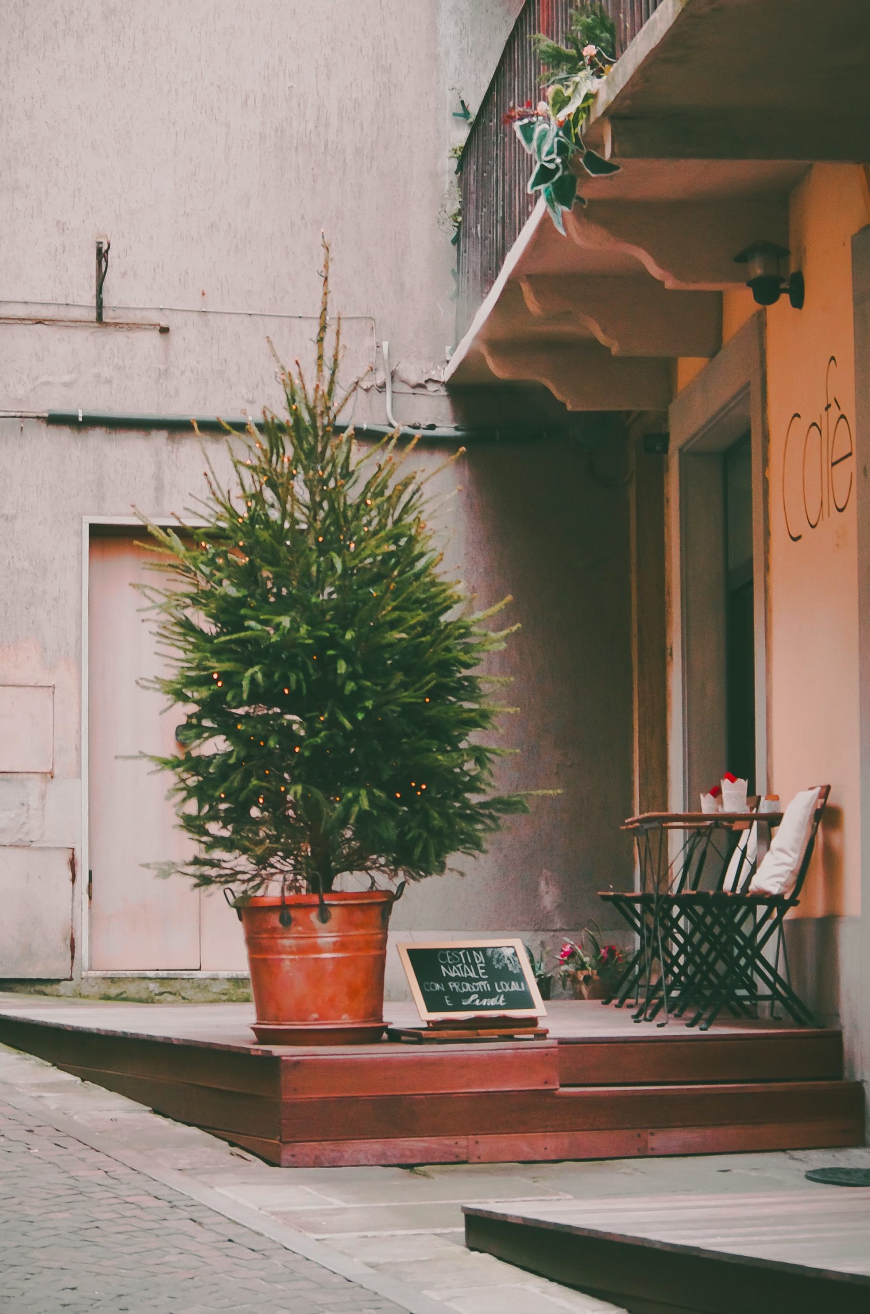 Pot Grown Christmas Tree