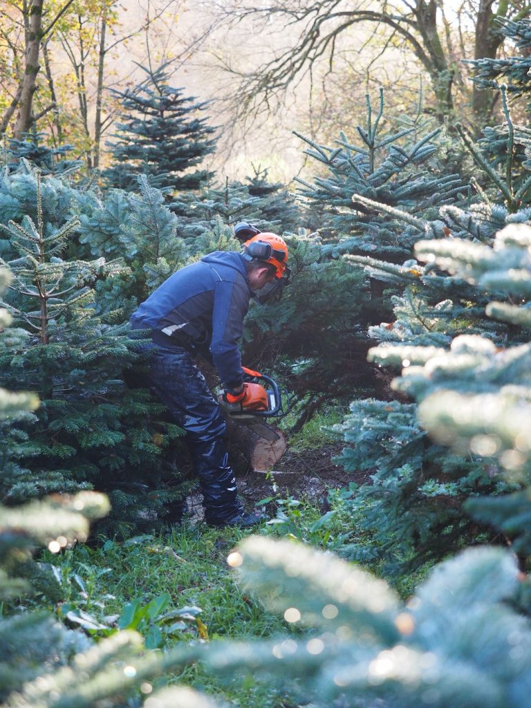 Picture Of A Real Tree Harvested On Our Christmas Tree Farm In Cork